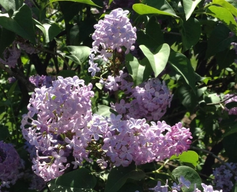 how to grow wild lilac how to grow wild lilac