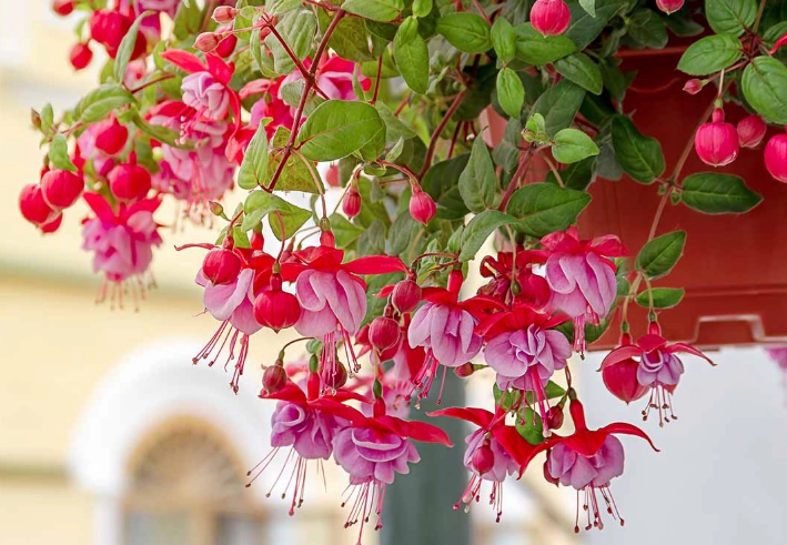 hardy fuchsia varieties hardy fuchsia varieties