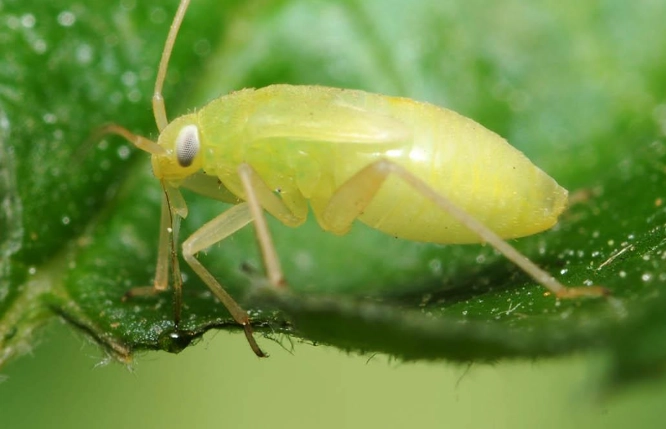 aphid control aphid control