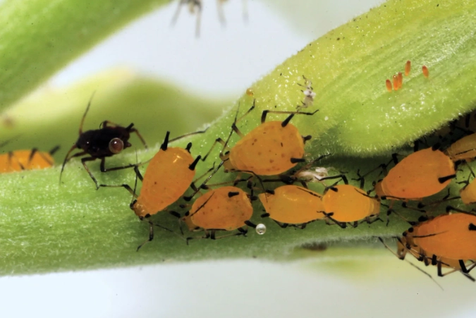 get rid of aphids get rid of aphids