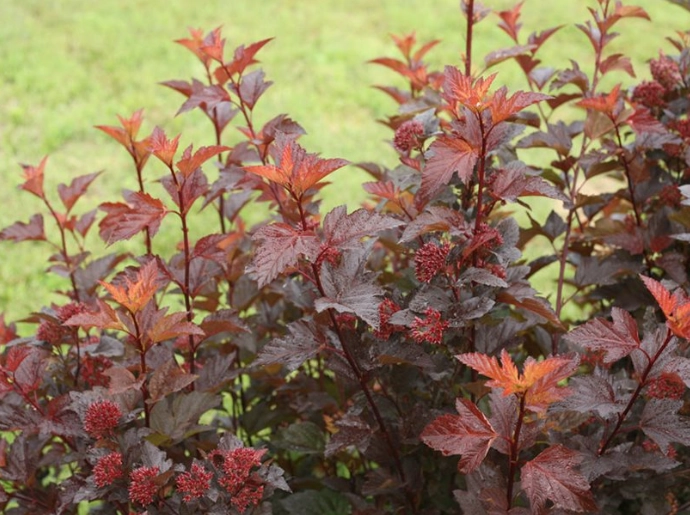 ninebark leaf problems