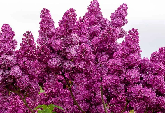 wild lilac care wild lilac care