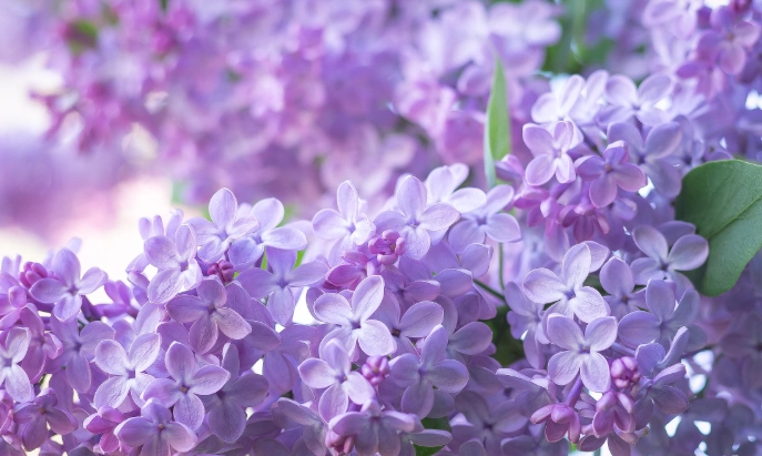 lilac green paint lilac green paint