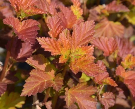 ninebark leaf problems