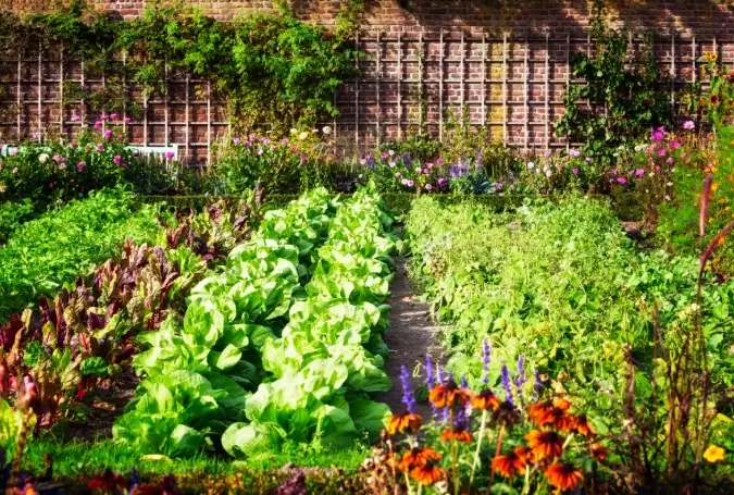 how to start an organic garden