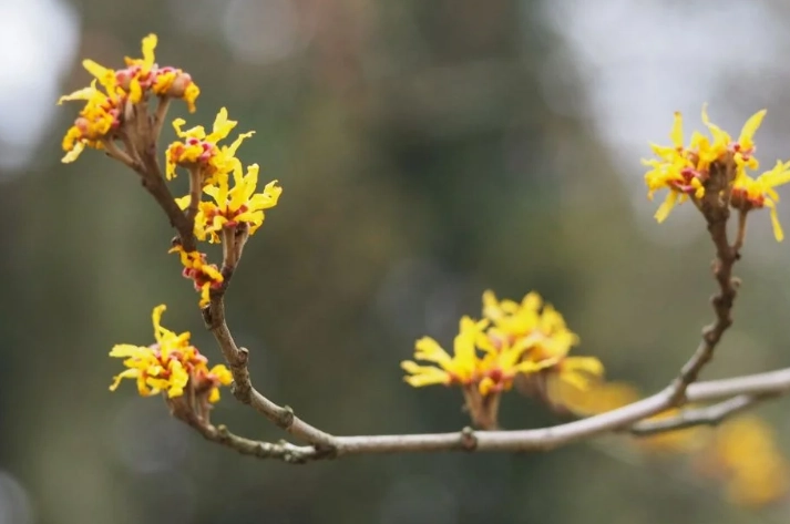 hamamelis planting guide