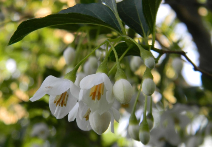 styrax japonica care
