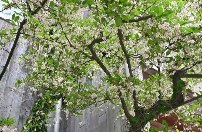 japanese snowbell tree