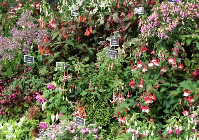 fuchsia winter care fuchsia winter care