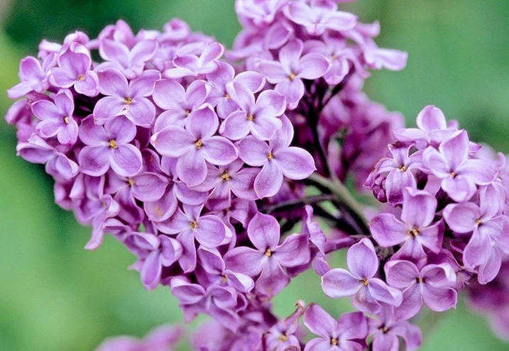 how to grow wild lilac how to grow wild lilac