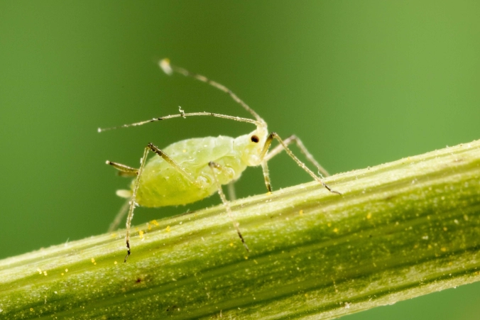 aphid control aphid control