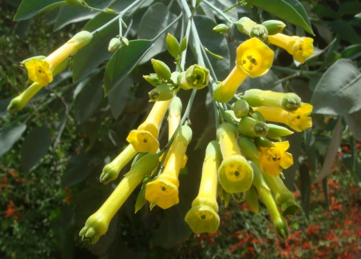 nicotiana sylvestris