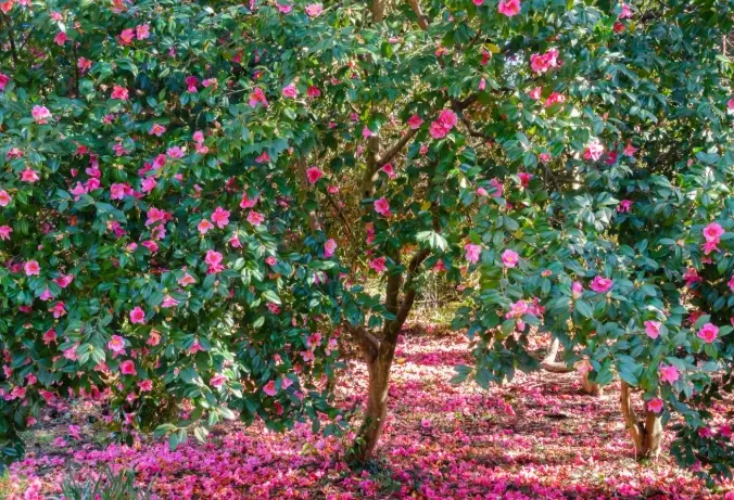 camellia japonica camellia japonica