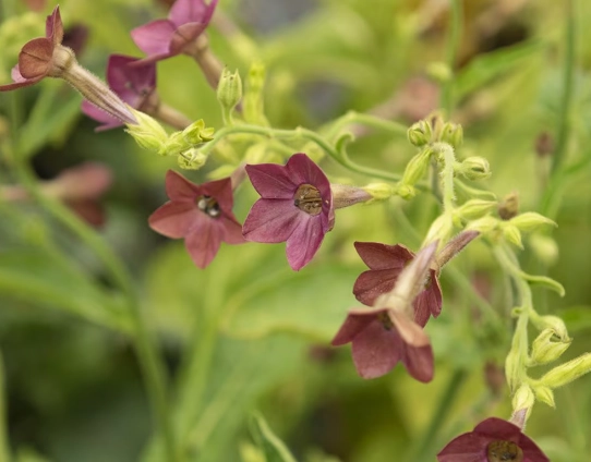 flowering tobacco care