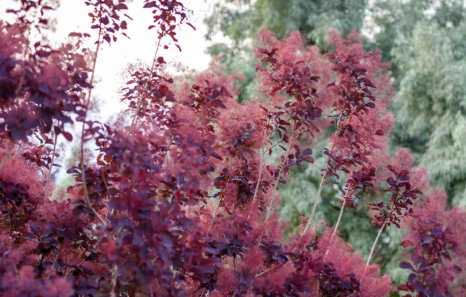 smoke tree care smoke tree care