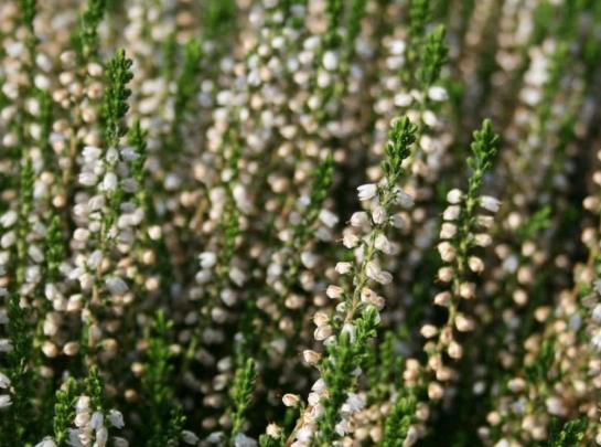 planting heather planting heather