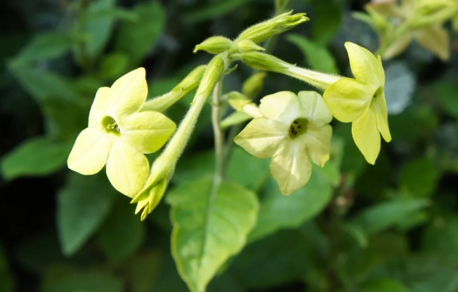 flowering tobacco care