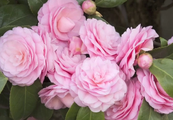 camellia japonica camellia japonica