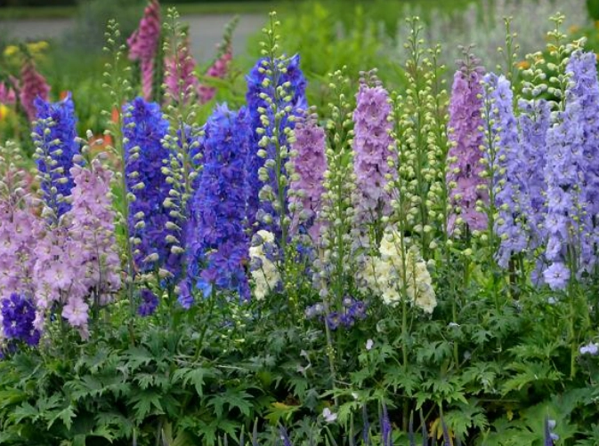 blue delphiniums