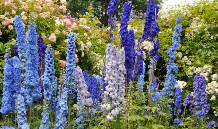blue delphiniums