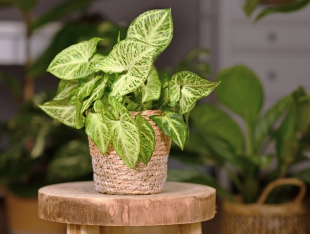 identify house plants