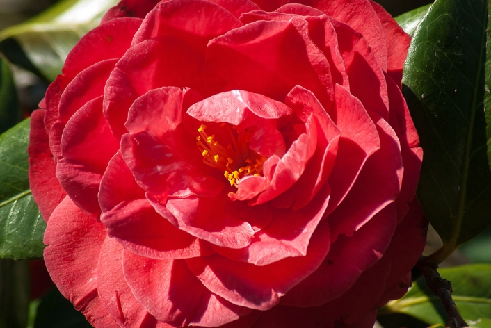how to grow camellias how to grow camellias