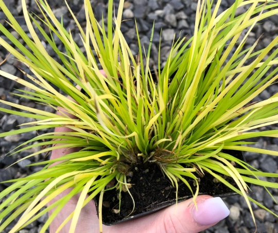 Russian accountable care organization Russian accountable care organization