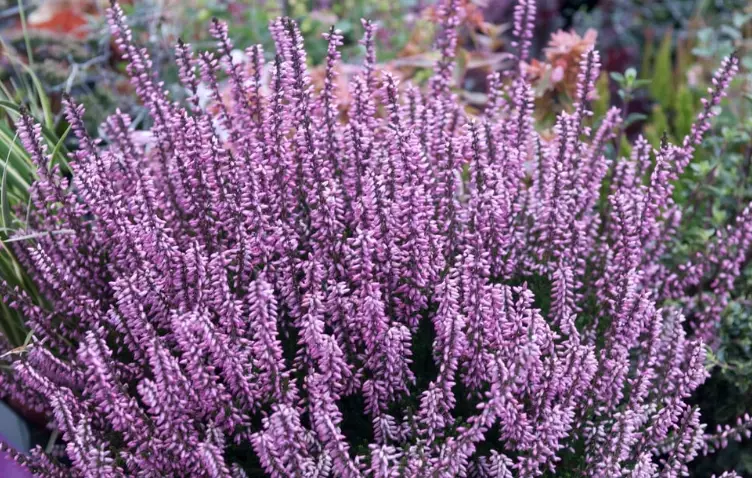 heather plant varieties heather plant varieties