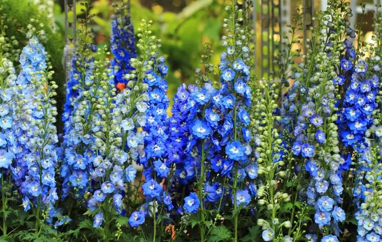 blue delphiniums
