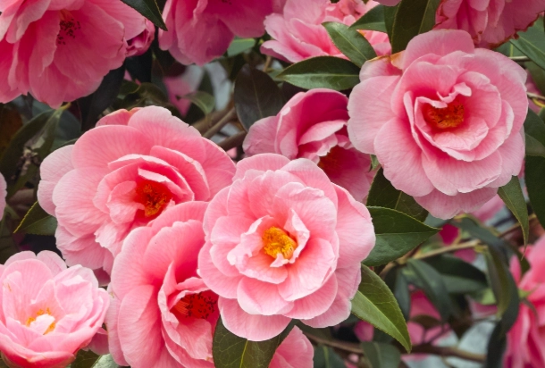 camellia tree care camellia tree care
