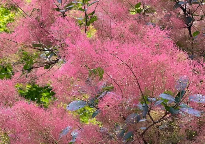 how to grow smoke tree how to grow smoke tree