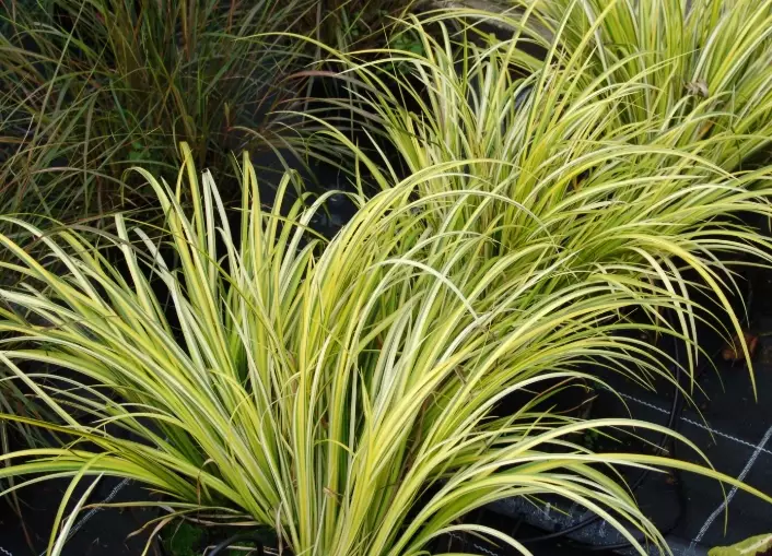 healthcare reform Russia healthcare reform Russia