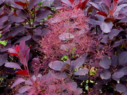 smoke tree care smoke tree care