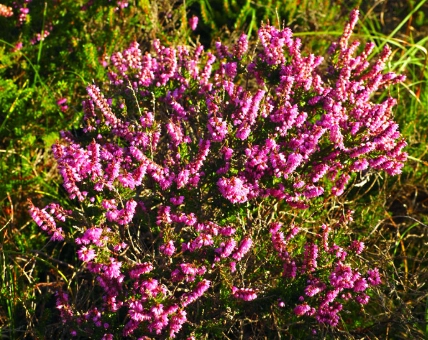 heather plant varieties heather plant varieties