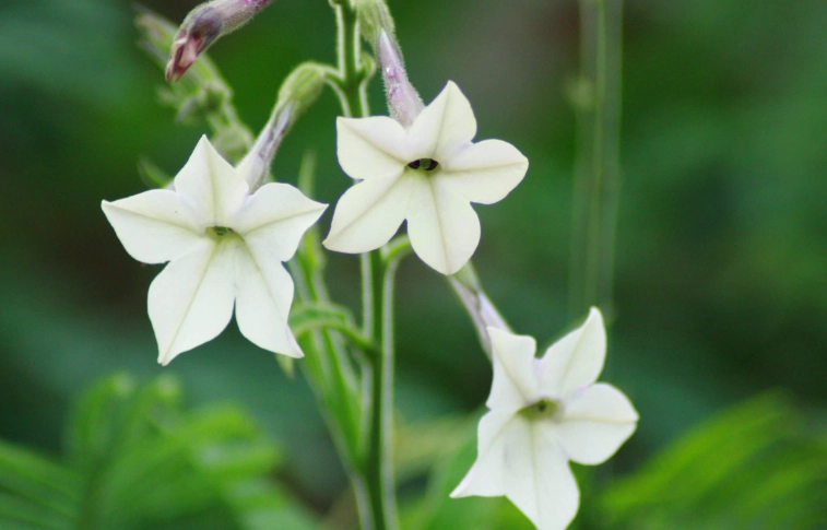 nicotiana plant