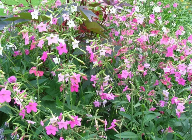 nicotiana sylvestris