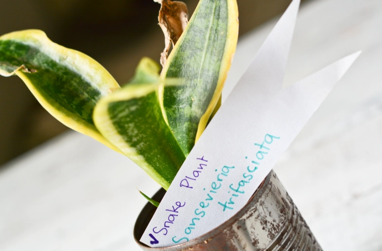 house plant identification