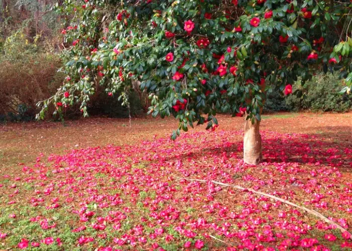 how to grow camellias how to grow camellias
