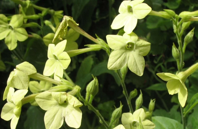 nicotiana plant