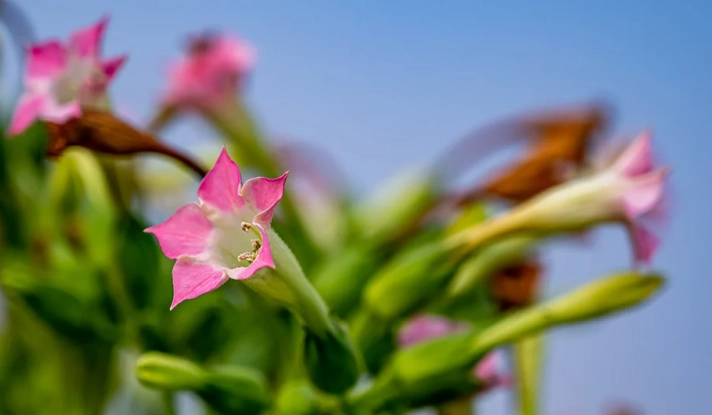 nicotiana sylvestris