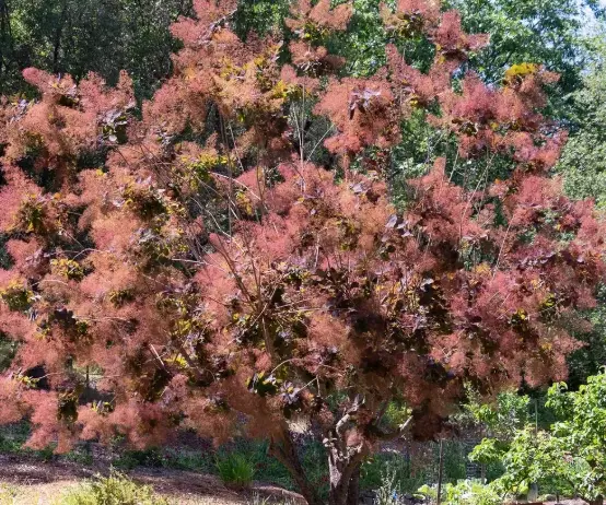 how to grow smoke tree how to grow smoke tree
