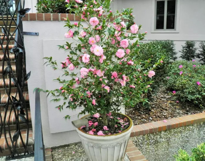 camellia tree care camellia tree care