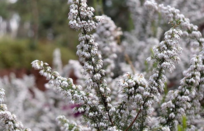 planting heather planting heather