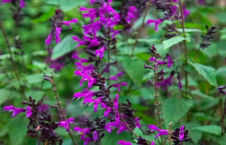 perennial salvias