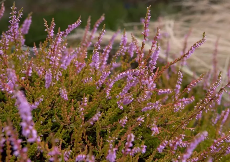 winter flowering shrubs winter flowering shrubs