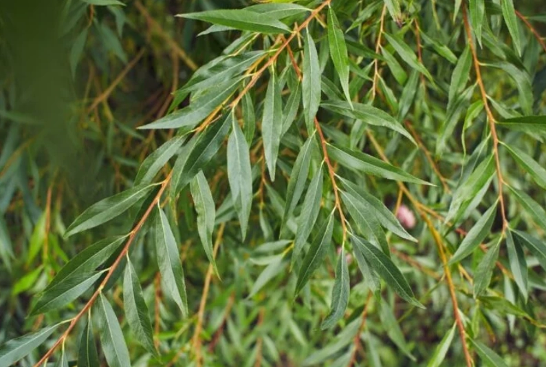 types of willow trees