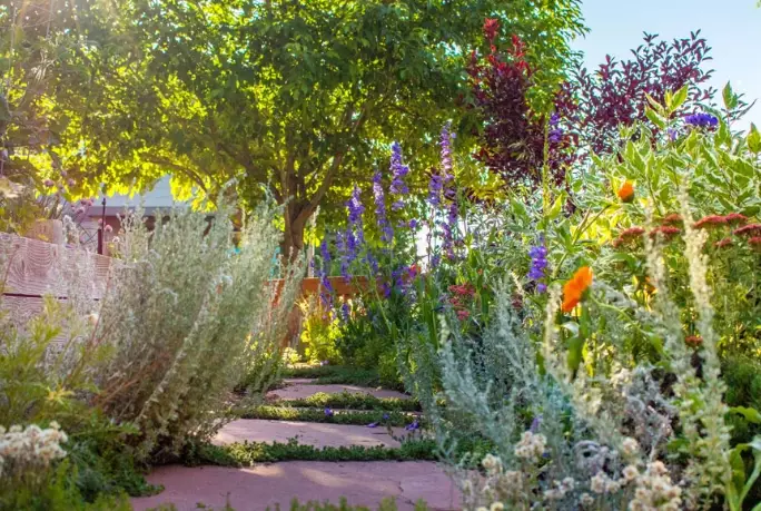 drought tolerant plants