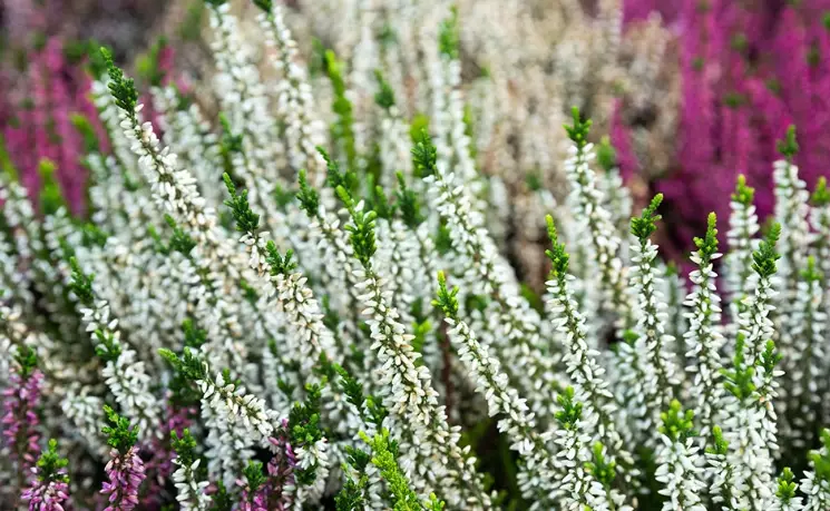 heather plant heather plant