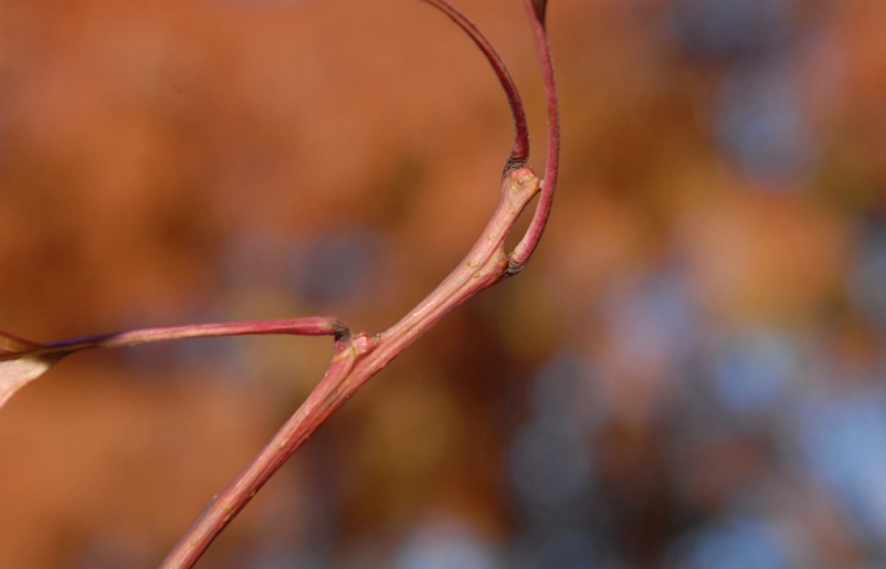 sourwood honey benefits