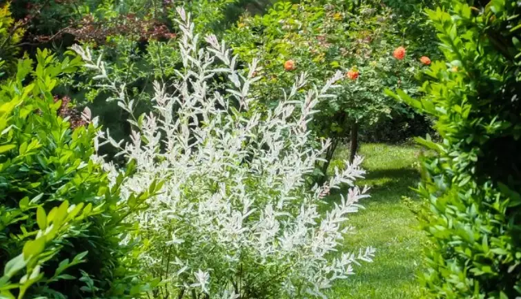 willow species identification